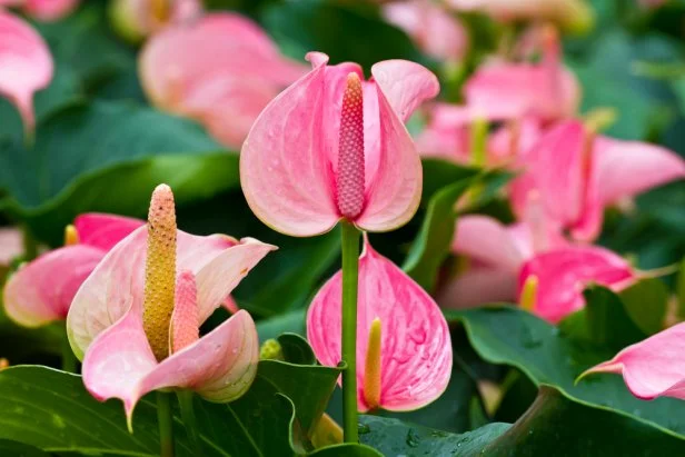 Anthurium